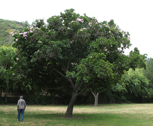 Detailed Picture 6 of Cape Chestnut