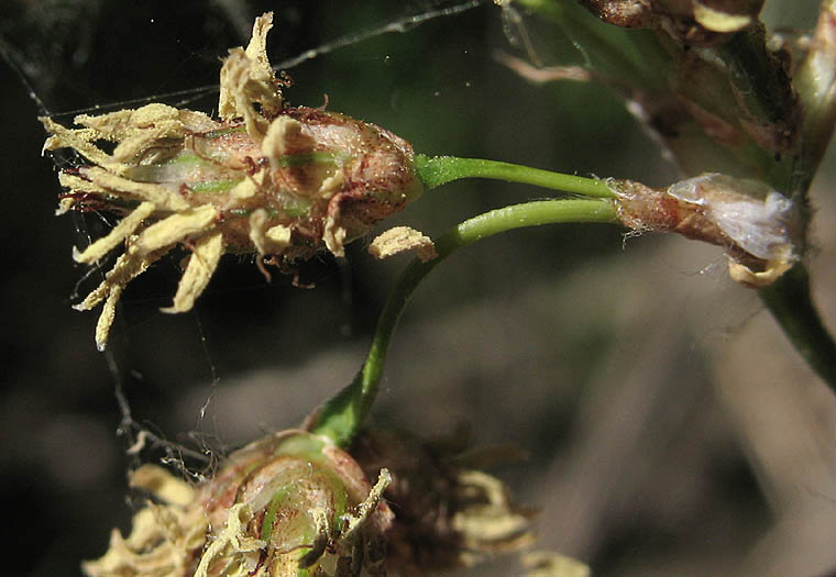 Detailed Picture 3 of Common Tule