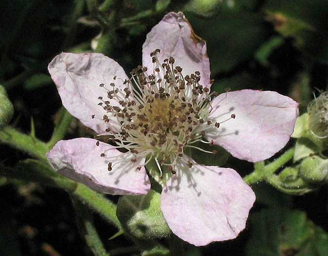 Detailed Picture 1 of Himalayan blackberry