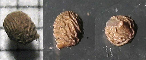Detailed Picture 9 of Dove's Foot Geranium