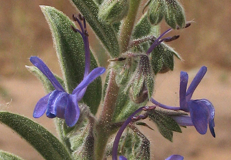 Detailed Picture 1 of Vinegar Weed