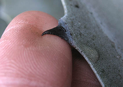 Detailed Picture 9 of American Century Plant