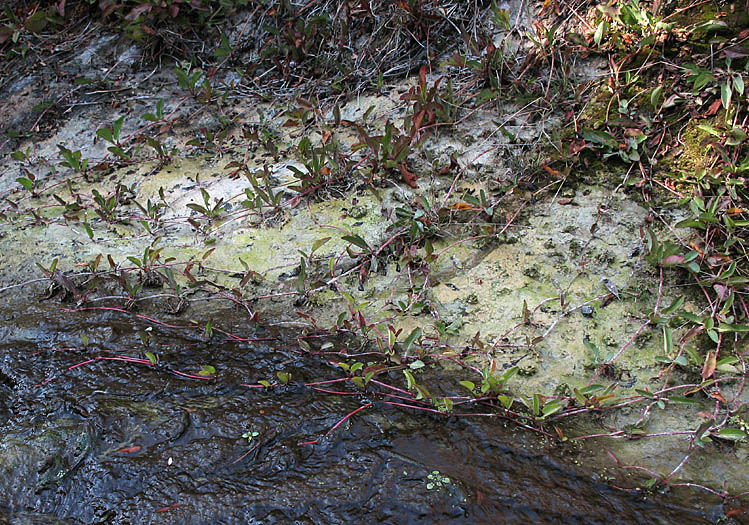 Detailed Picture 5 of Yerba Mansa