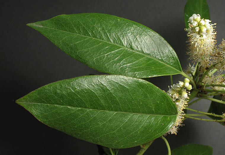 Detailed Picture 4 of Catalina Cherry