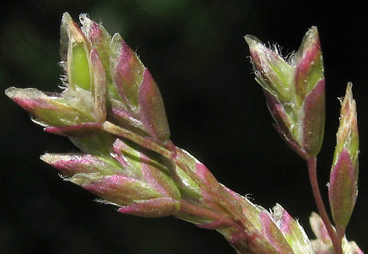 Detailed Picture 3 of Annual Bluegrass