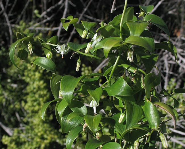 Detailed Picture 3 of Smilax Asparagus