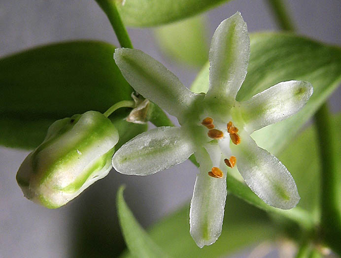 Detailed Picture 1 of Smilax Asparagus