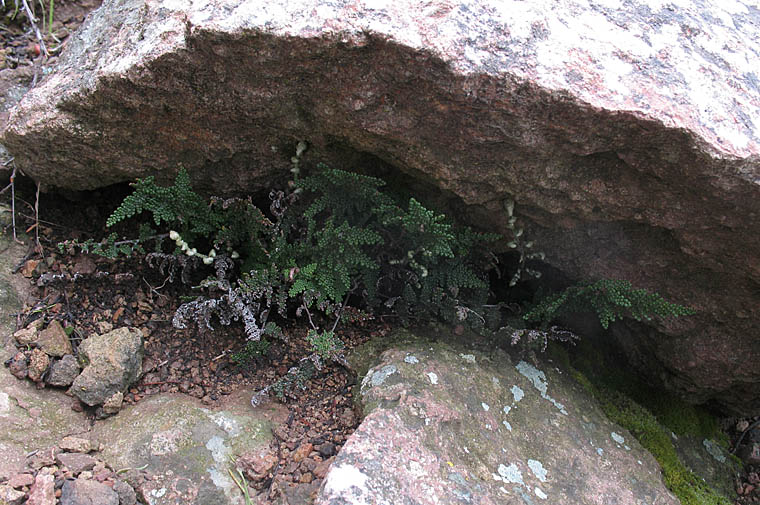 Detailed Picture 4 of Coville's Lip Fern
