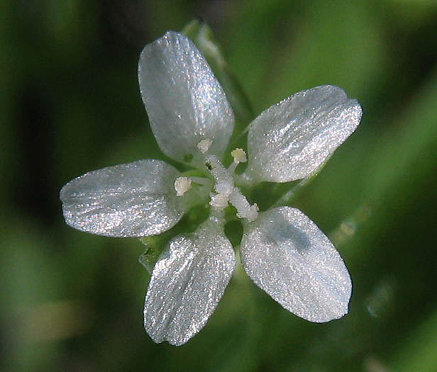 Detailed Picture 1 of Davidson's Indian-lettuce