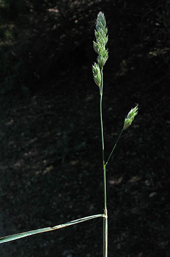 Detailed Picture 4 of Orchard Grass