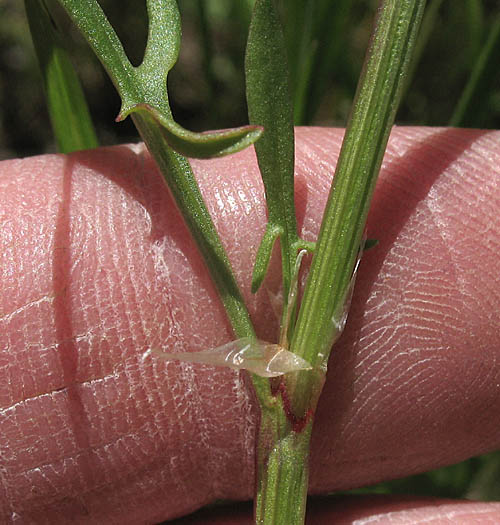 Detailed Picture 9 of Sheep Sorrel