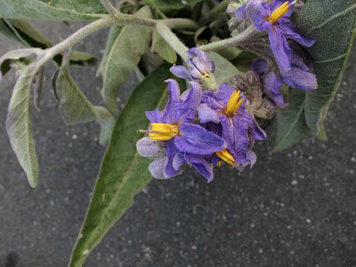 Detailed Picture 4 of Lanceleaf Nightshade