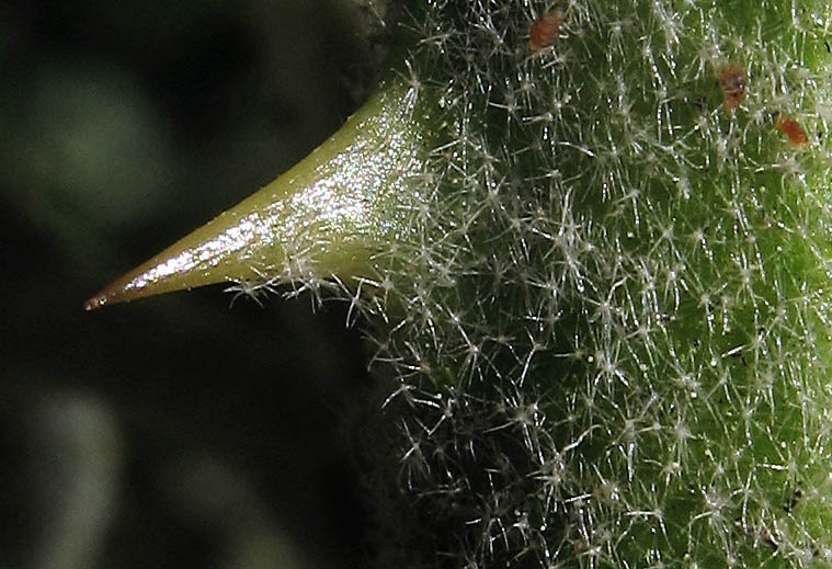 Detailed Picture 8 of Lanceleaf Nightshade