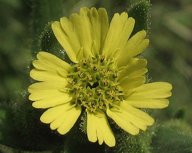 Detailed Picture 2 of Sticky Madia