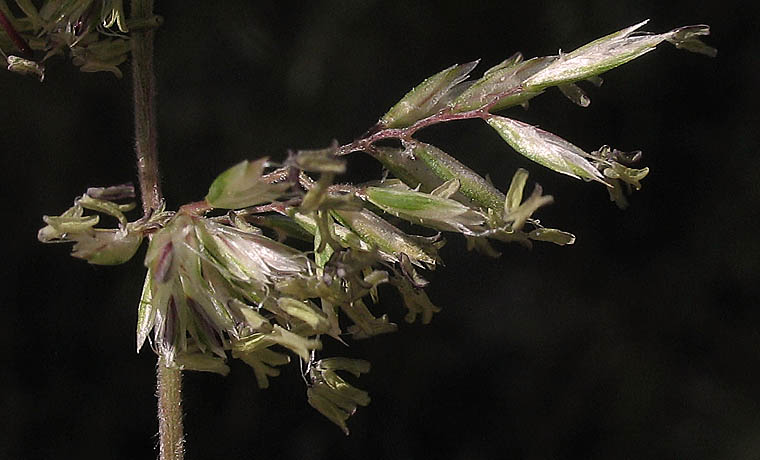 Detailed Picture 2 of Prairie Junegrass