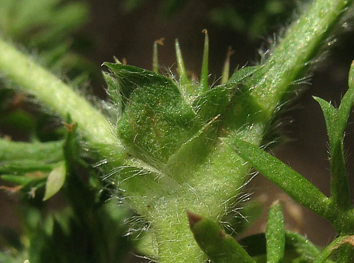 Detailed Picture 4 of Common Soliva