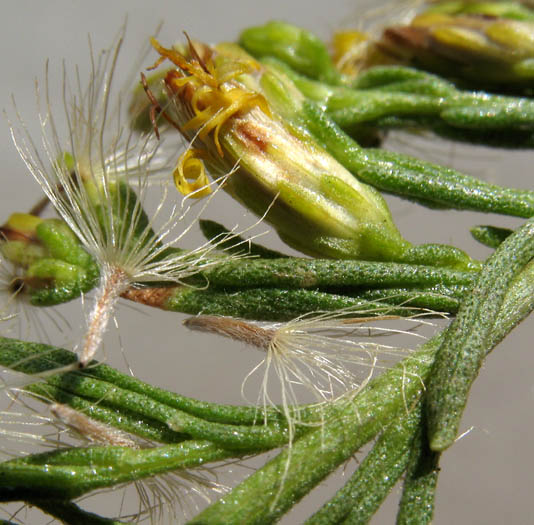 Detailed Picture 5 of Palmer's Goldenbush