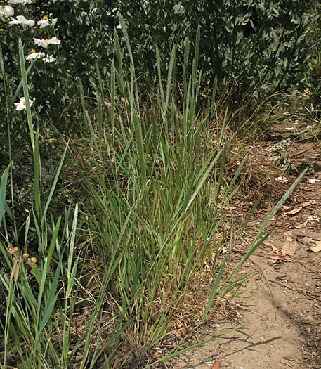Detailed Picture 4 of Nit Grass