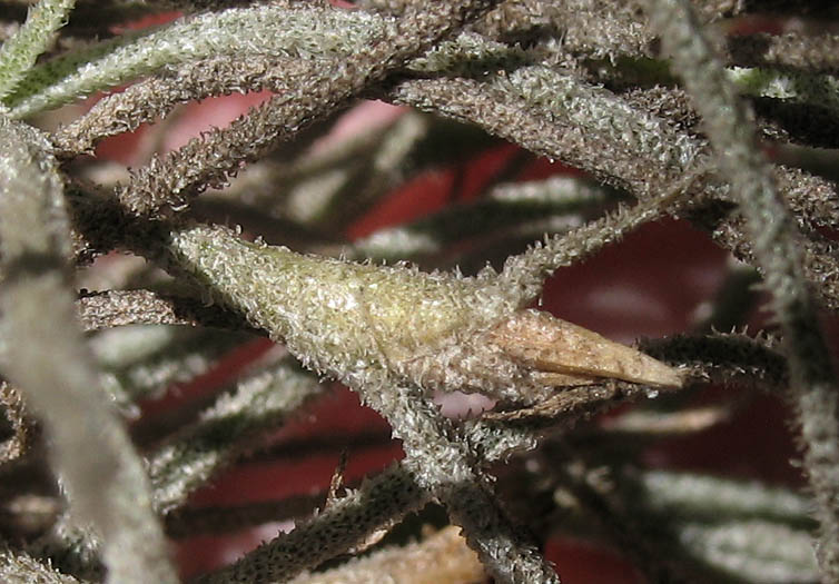 Detailed Picture 7 of Spanish Moss