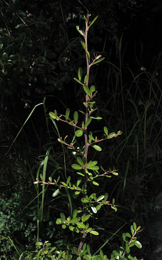 Detailed Picture 6 of Narrow-leaved Firethorn
