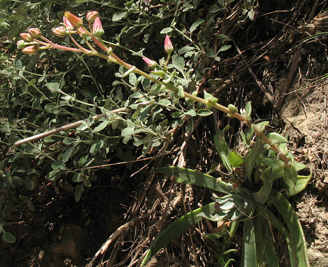 Detailed Picture 6 of Palmer's Dudleya
