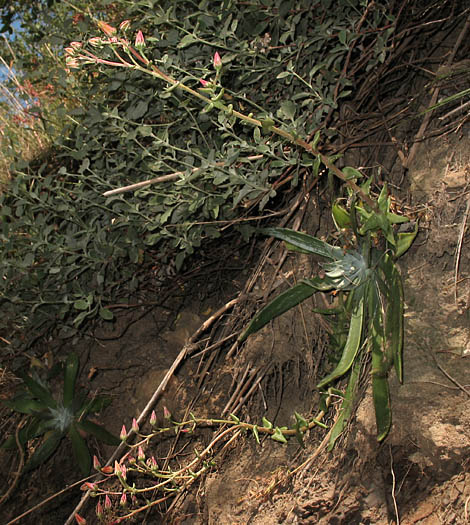 Detailed Picture 8 of Palmer's Dudleya