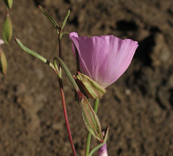 Detailed Picture 3 of Farewell-to-spring