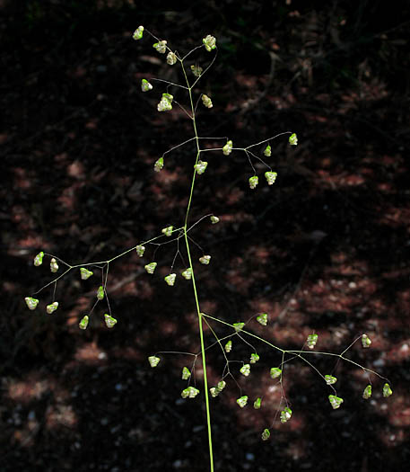 Detailed Picture 2 of Annual Quaking Grass
