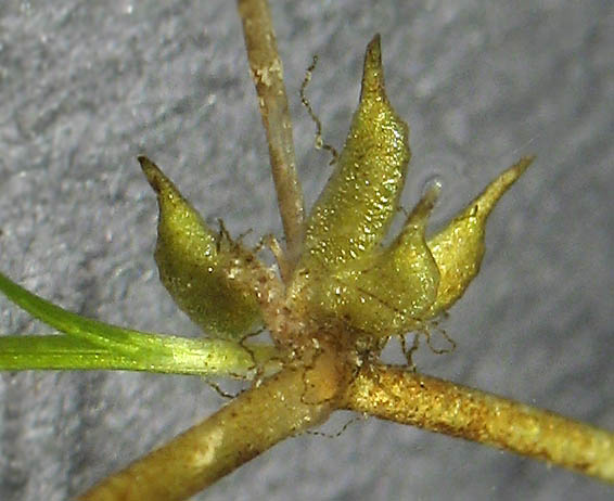 Detailed Picture 7 of Common Poolmat