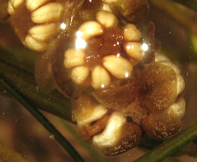 Detailed Picture 1 of Fennel-leaf Pondweed