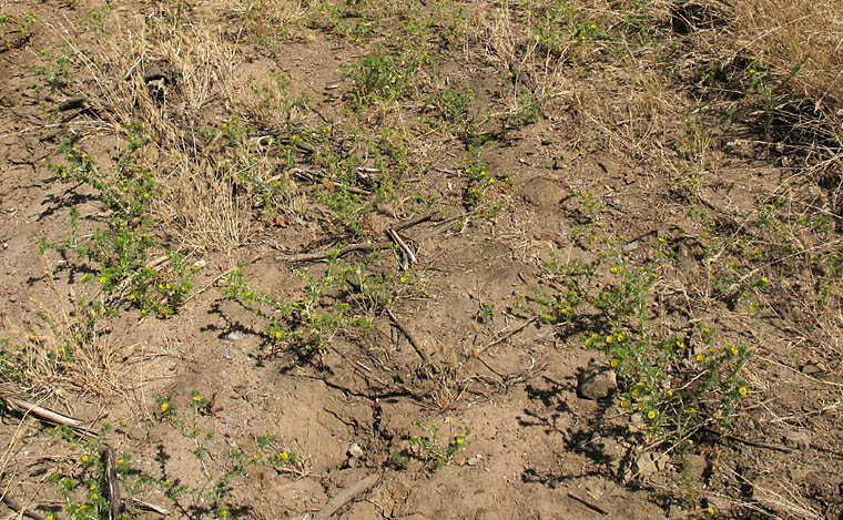 Detailed Picture 5 of Common Spikeweed