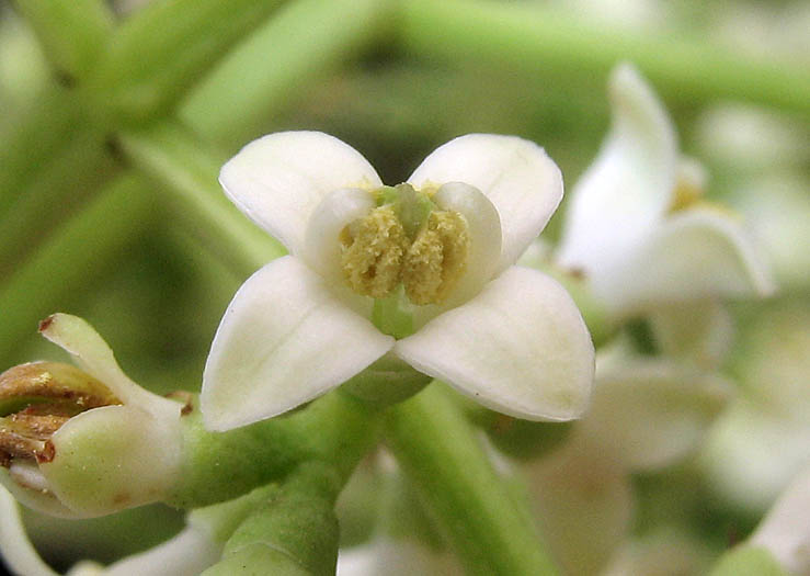 Detailed Picture 1 of Chinese Privet