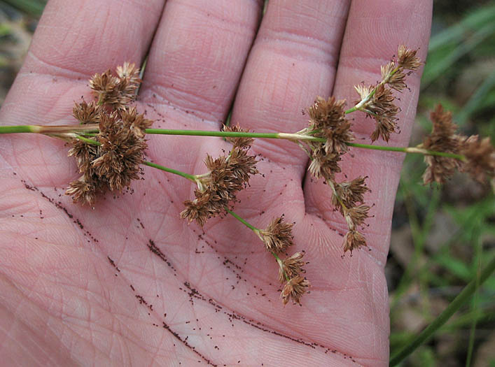 Detailed Picture 8 of Irisleaf Rush