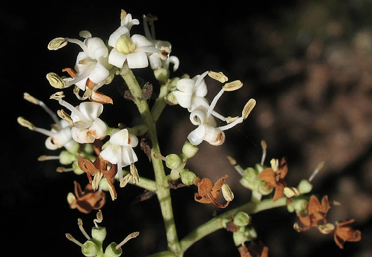 Detailed Picture 4 of Chinese Privet