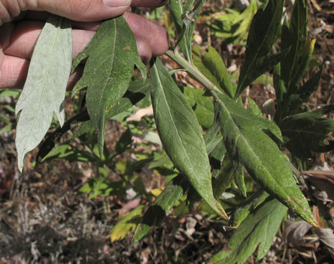 Detailed Picture 6 of California Mugwort