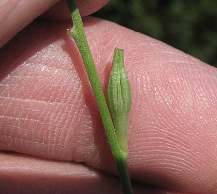 Detailed Picture 6 of Drummond's Gaura