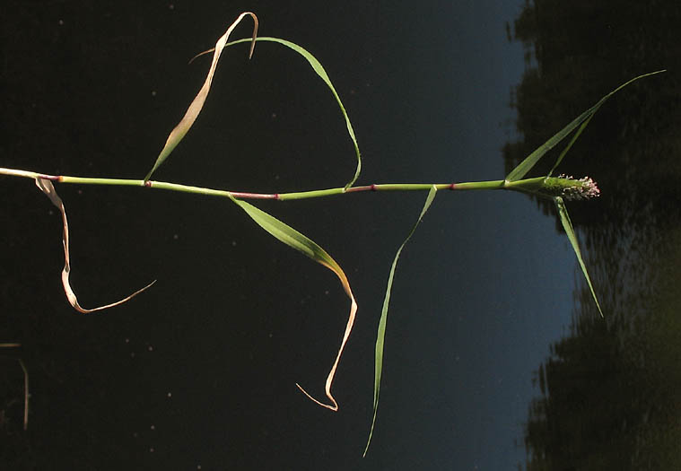 Detailed Picture 5 of Swamp Prickle Grass