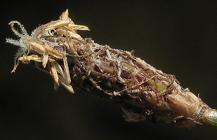 Detailed Picture 1 of Parish's Spikerush