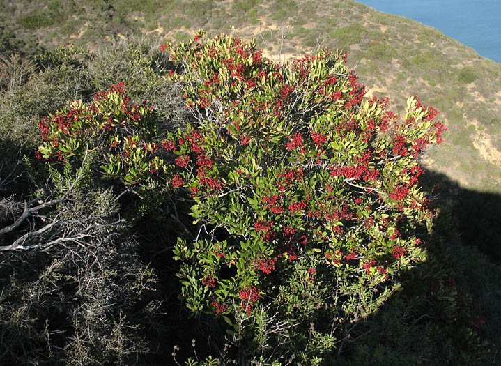 Detailed Picture 7 of Mission Manzanita