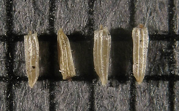 Detailed Picture 10 of Coyote Brush