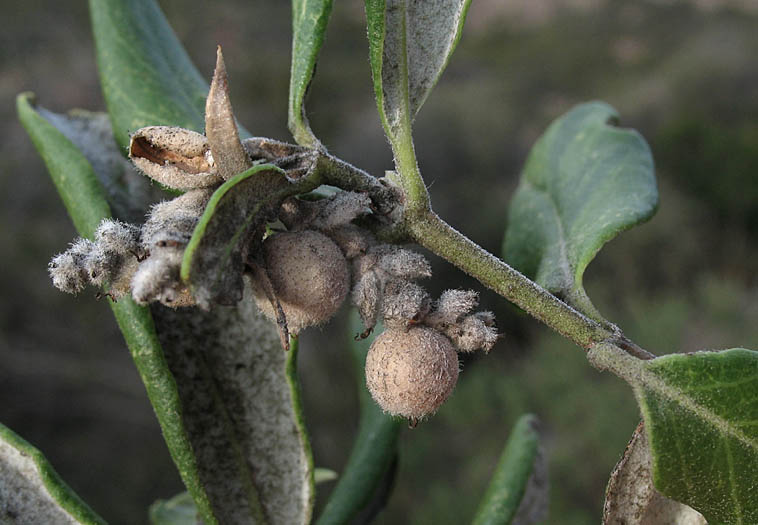Detailed Picture 7 of Silk-tassel Bush