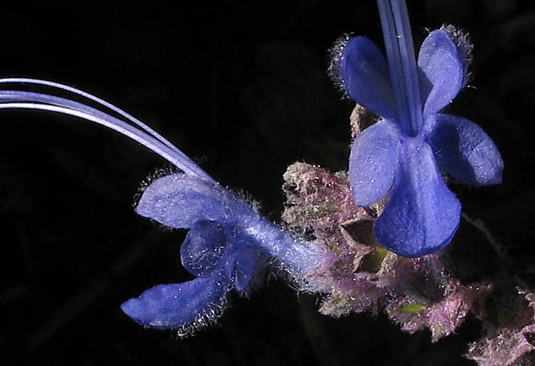 Detailed Picture 3 of Woolly Blue-curls