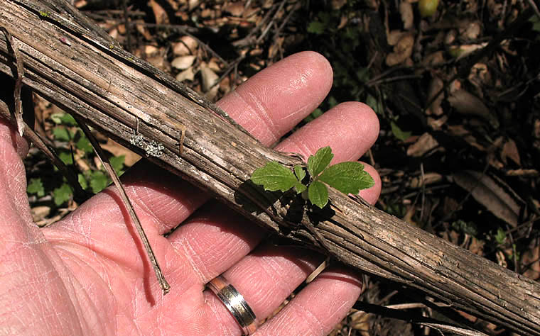 Detailed Picture 10 of Virgin's Bower