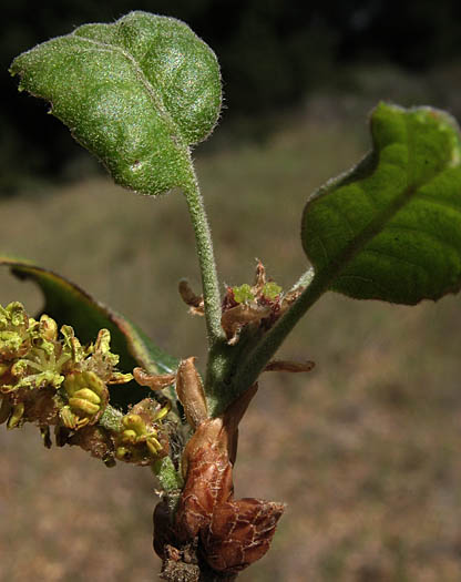 Detailed Picture 4 of Coast Live Oak