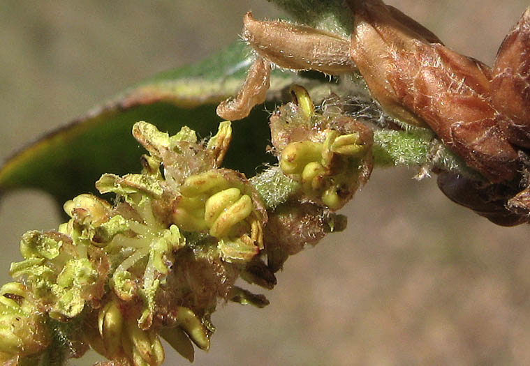 Detailed Picture 2 of Coast Live Oak