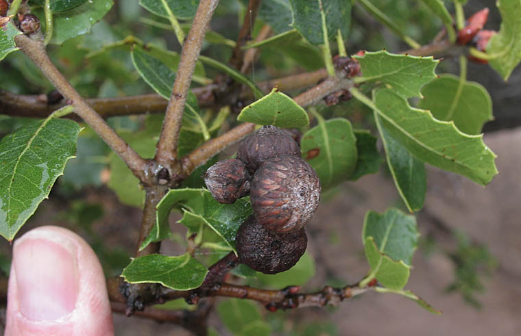 Detailed Picture 5 of Interior Live Oak