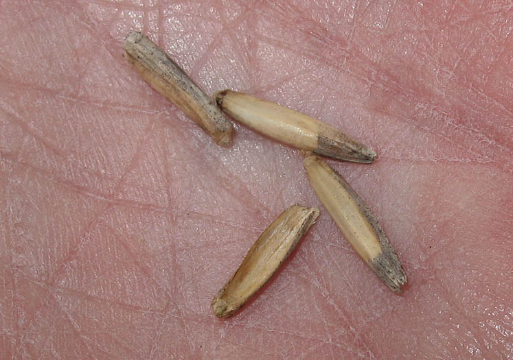Detailed Picture 9 of Tall Wheat Grass
