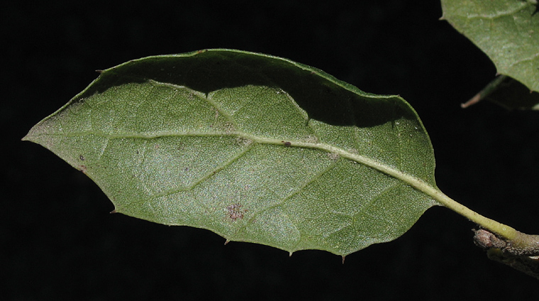 Detailed Picture 7 of Coast Live Oak