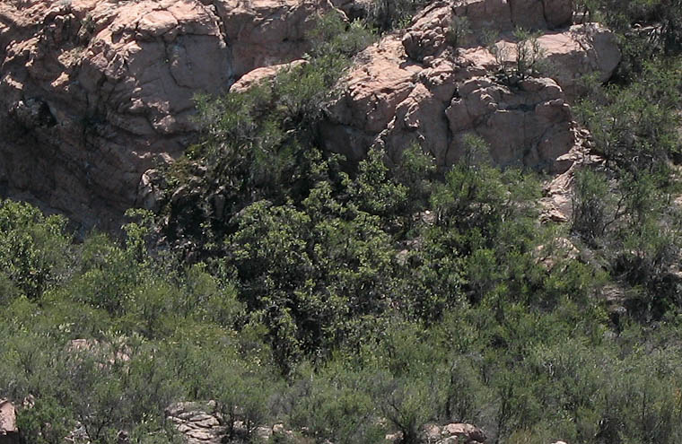 Detailed Picture 9 of Interior Live Oak