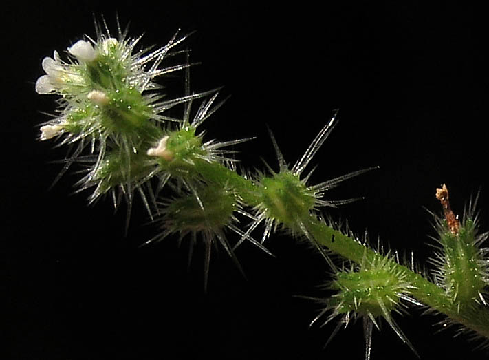 Detailed Picture 2 of Tejon Cryptantha